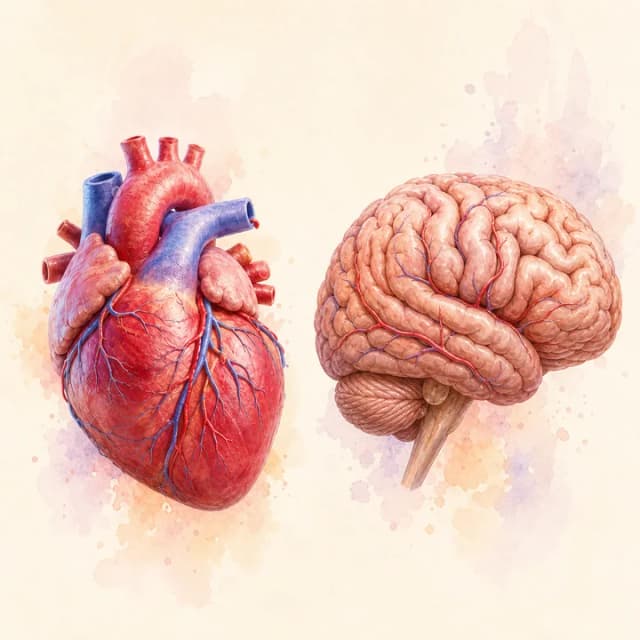 Comparación anatómica: Corazón frente al cerebro